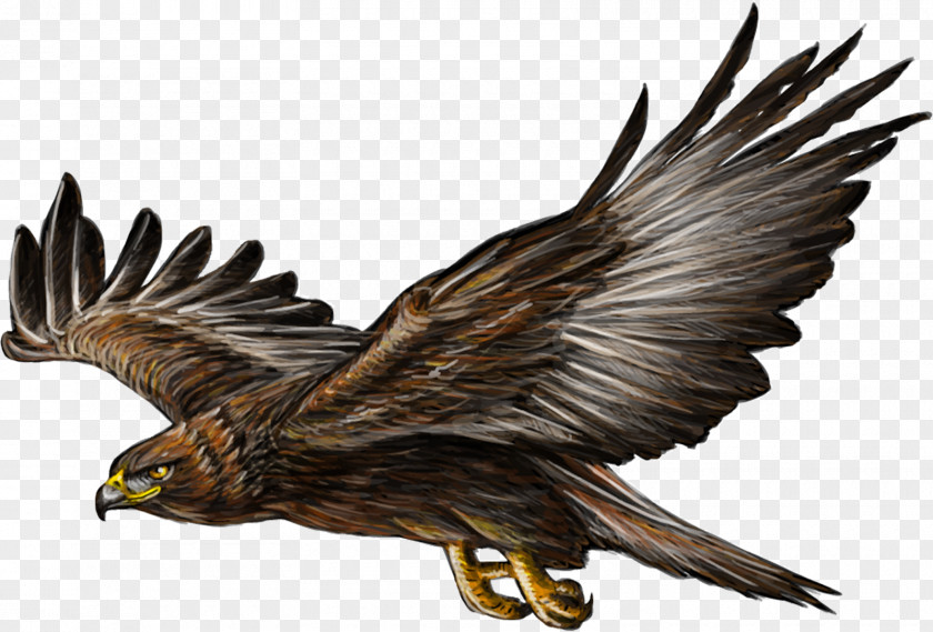 Eagle Bald Golden Drawing PNG