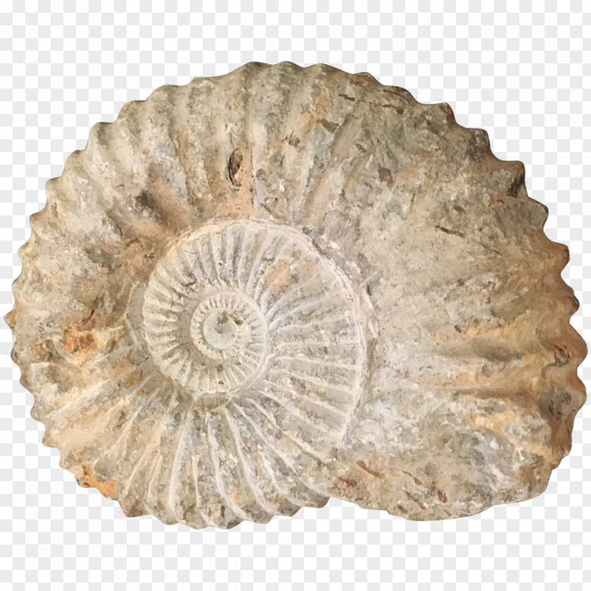 Fossil Transitional Ammonites Nautilida Seashell PNG