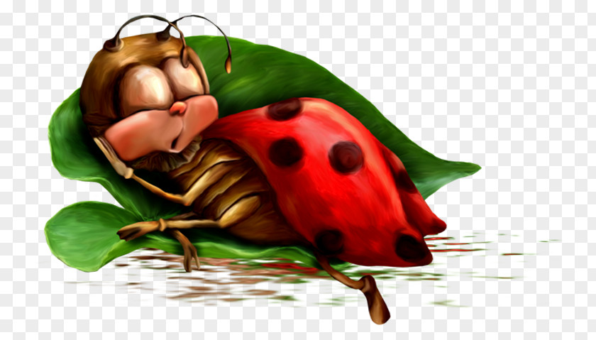 Ladybug Night Animation Morning Photography PNG