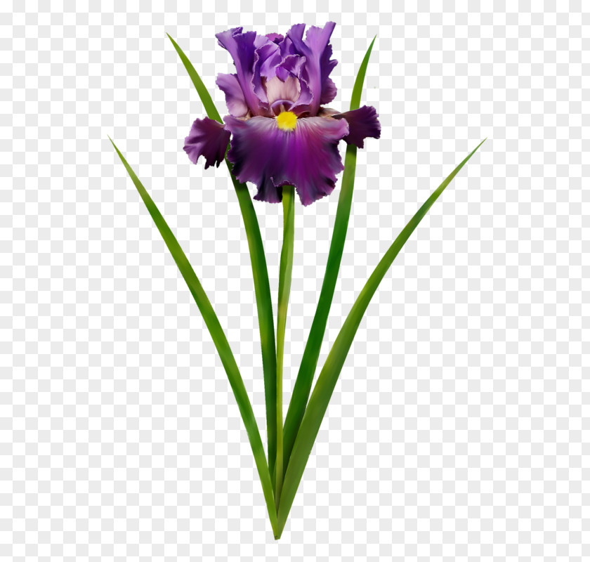 Painting Irises Watercolor Flower Violet PNG