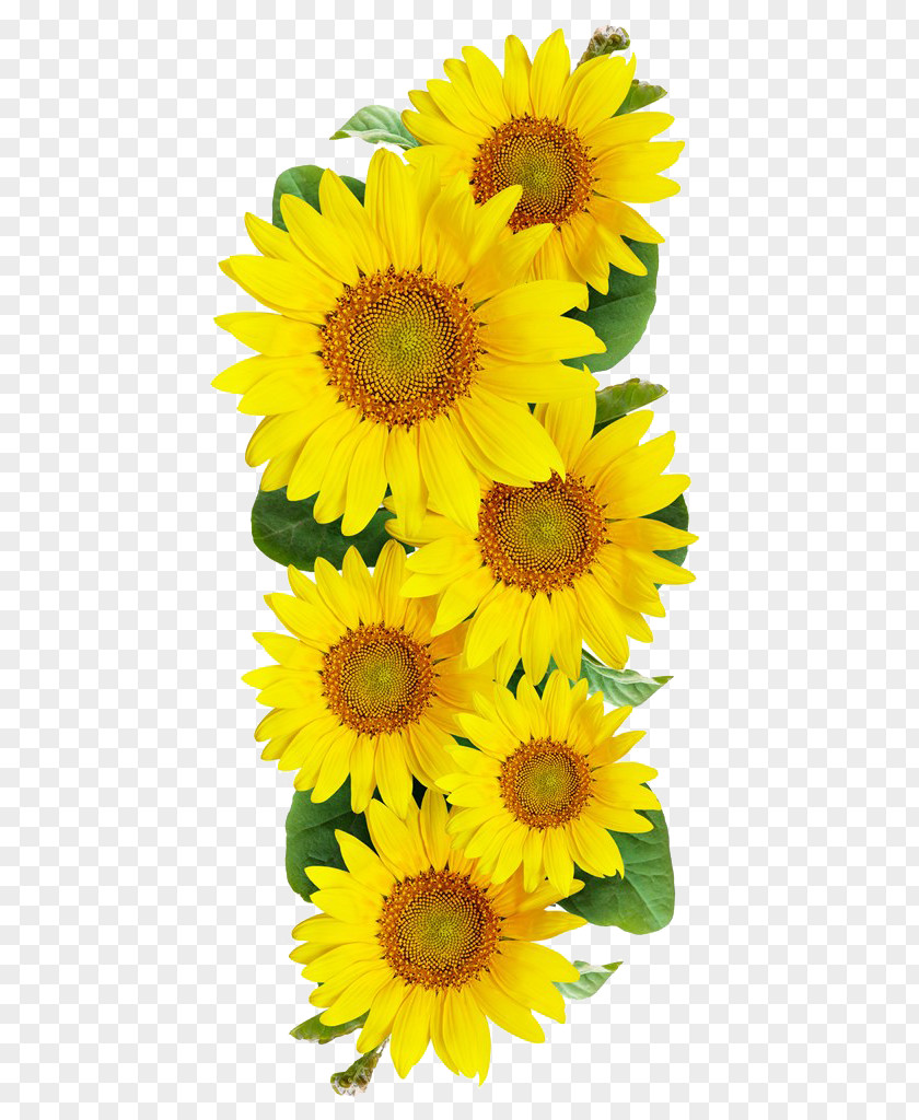 Sunflower Common Photography PNG