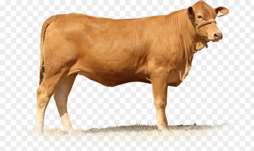 Bull Calf Senepol Dairy Cattle Taurine Brahman PNG
