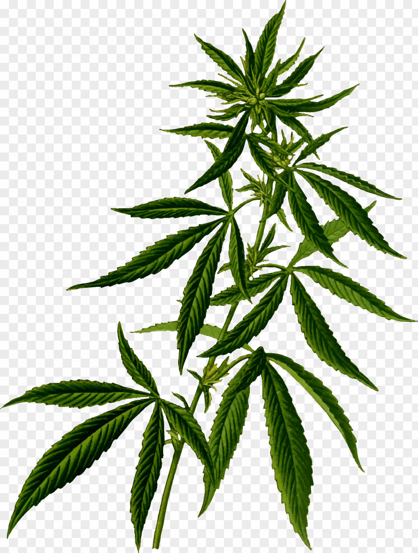 Cannabis Medical Hemp Drug In Maine PNG