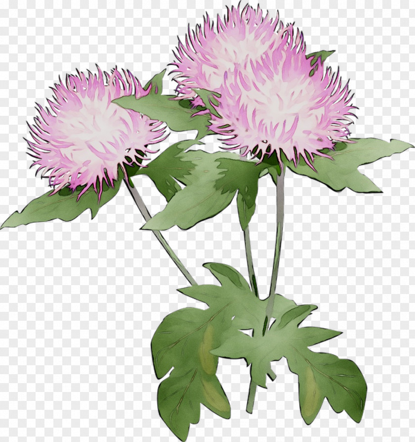 Cut Flowers Milk Thistle Plant Stem Purple Annual PNG