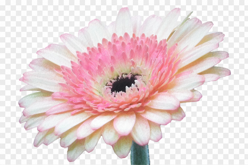 Gerbera Transvaal Daisy Flower PNG