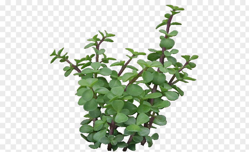 Jade Portulacaria Afra Tree Herb Plant Flowerpot PNG