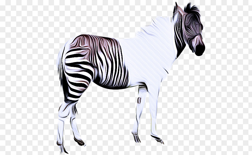 Line Art Drawing Zebra Cartoon PNG