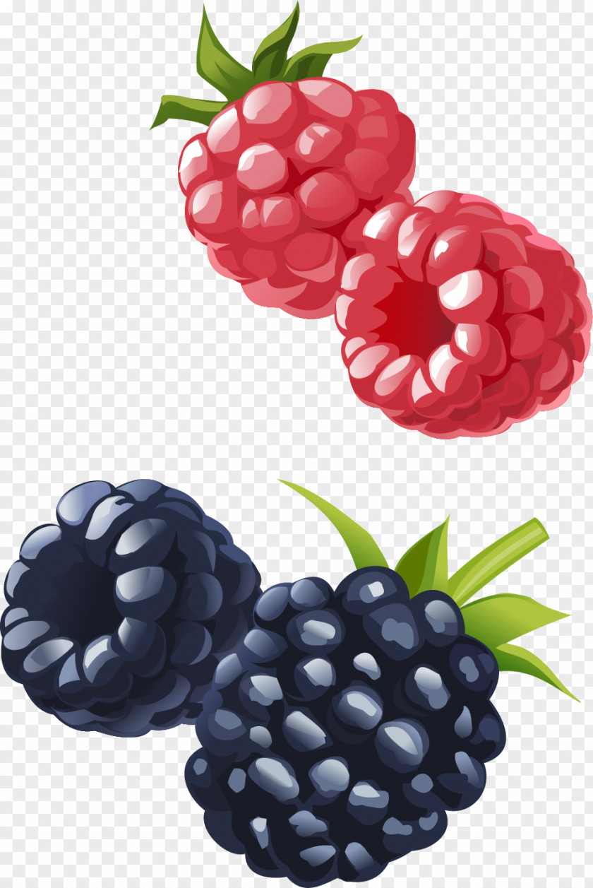 Vector Hand-painted Raspberries And Blueberries Frutti Di Bosco Boysenberry Raspberry Blueberry Fruit PNG
