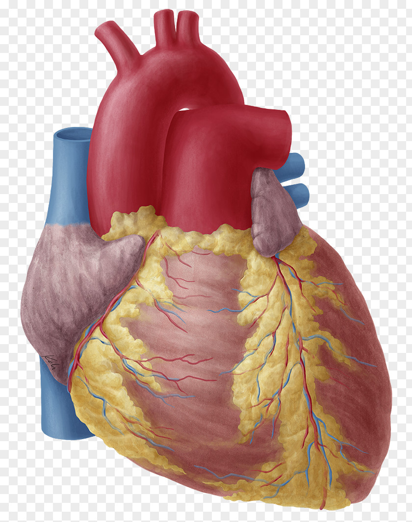 Anatomy Heart Atrium Aortic Arch Human Body PNG