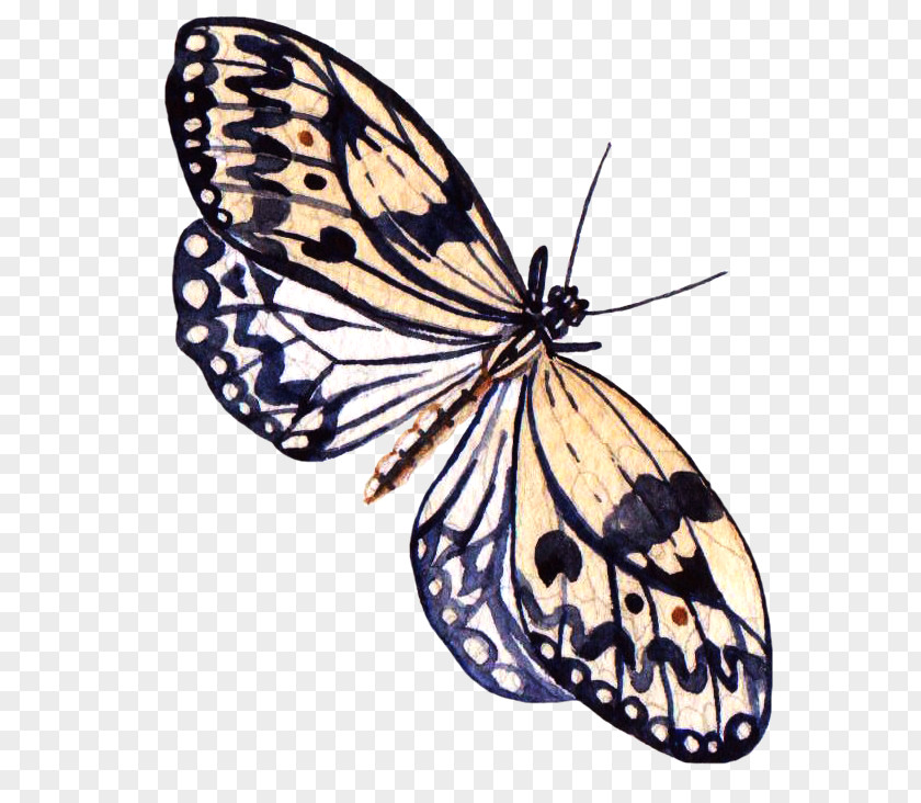 Butterfly Painting Information PNG