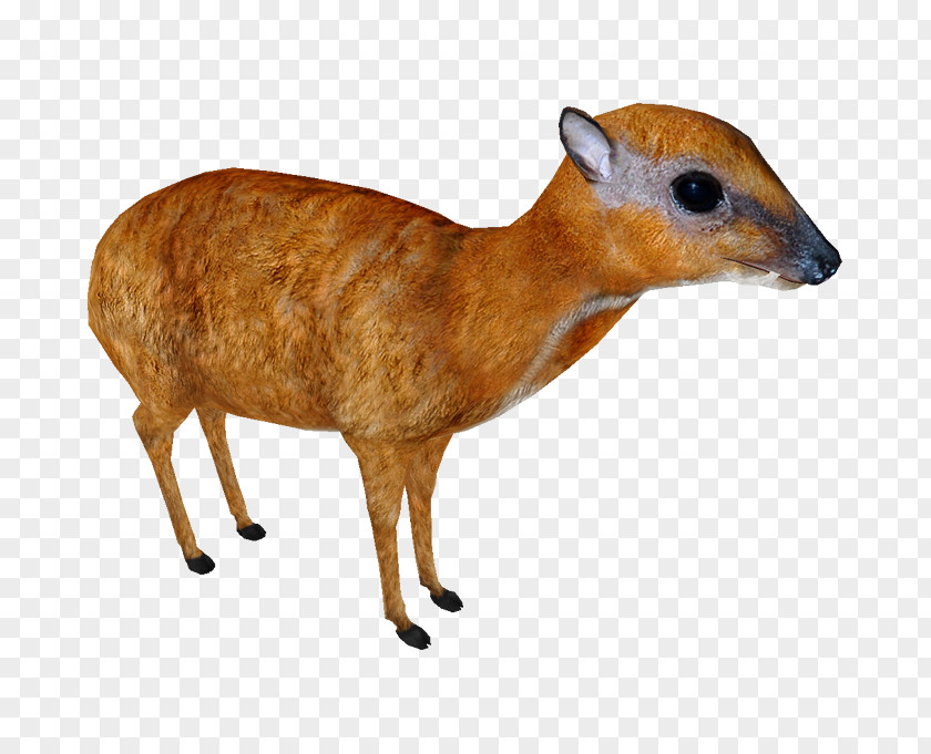 Hunting Decoy Snout Deer Wildlife PNG