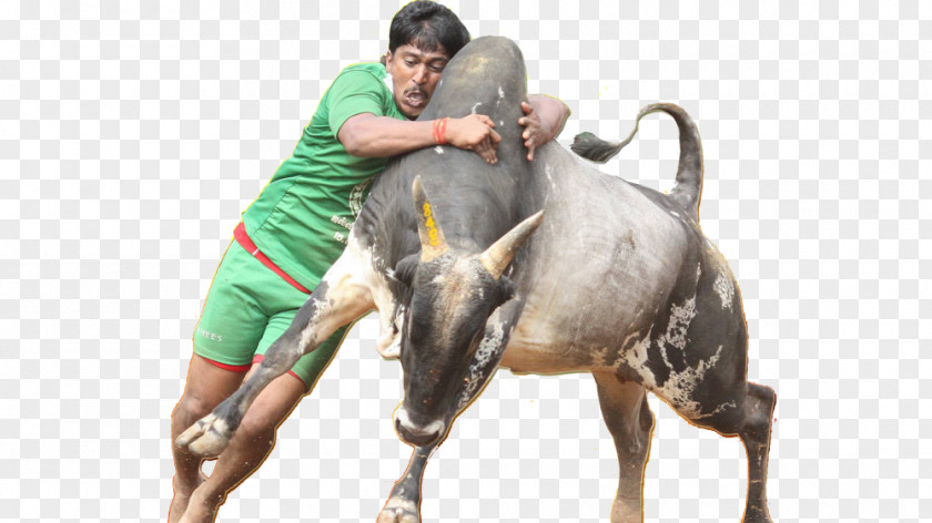 Jallikattu Thai Pongal 2017 Pro-jallikattu Protests Tamils Tamil Nadu PNG