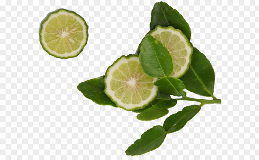 Kaffir Lime Clipart Key Persian Lemon PNG