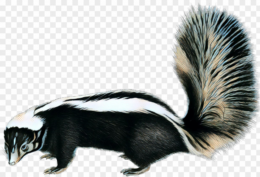 Polecat Tail Fox Drawing PNG