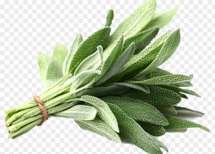 Vegetable Common Sage Organic Food Herb Summer Savory PNG