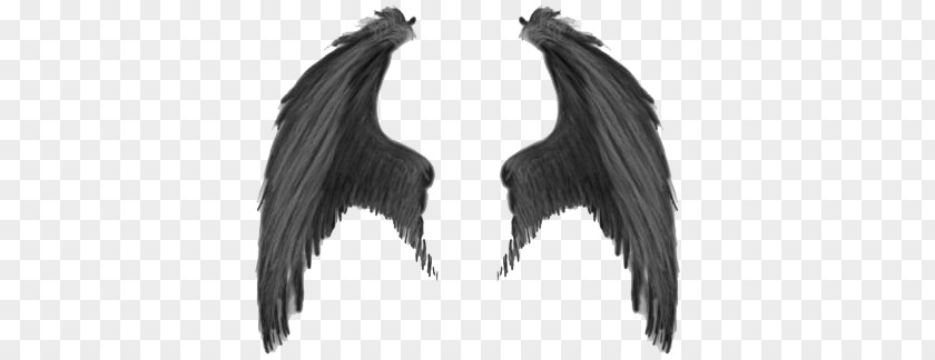 Wings PNG clipart PNG