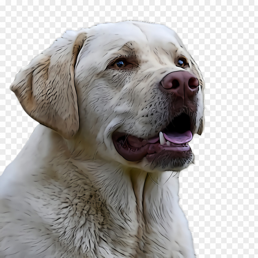 Dog Labrador Retriever Sporting Group Snout PNG
