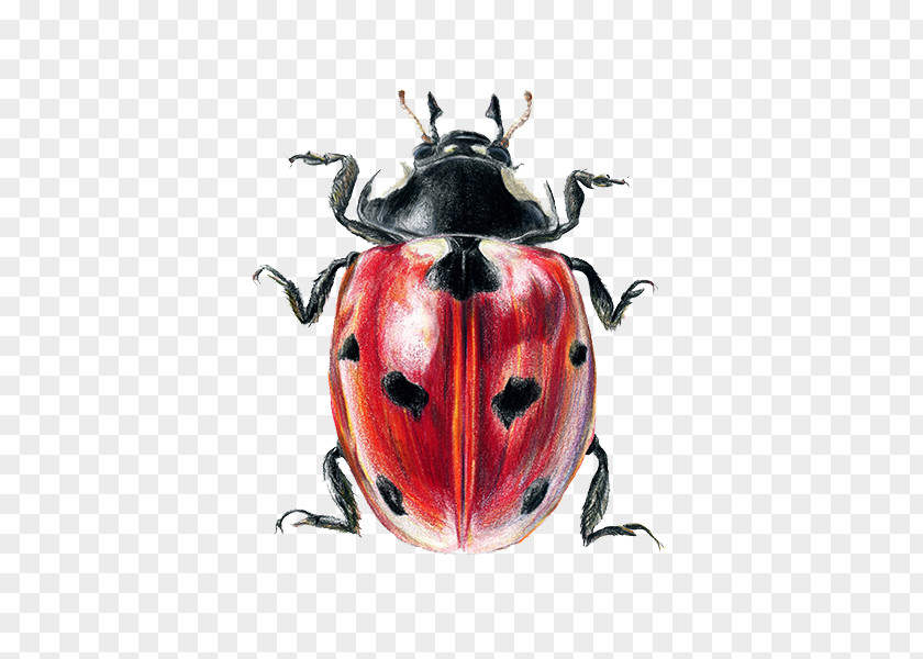 Painted Ladybug Ladybird Beetle Coleomegilla Maculata Coccinella Septempunctata Illustration PNG