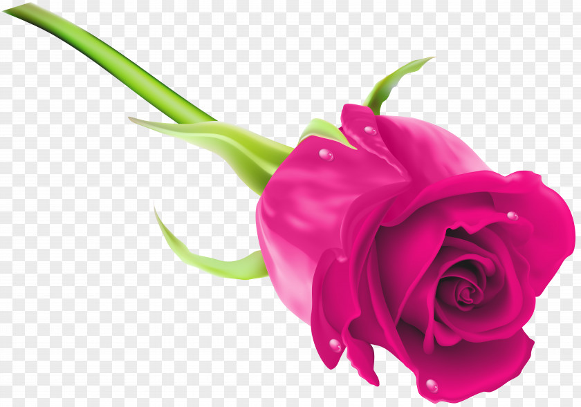 Pink Rose Clip Art Image Purple PNG