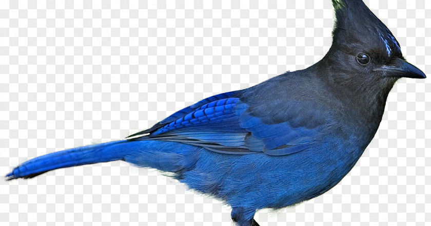 Bird Blue Jay Beak Finches Cobalt PNG