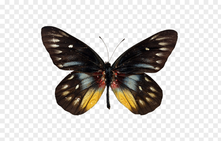 Butterfly Insect Clip Art PNG