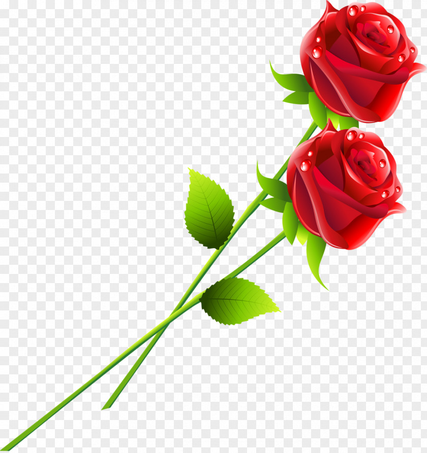Rose Garden Roses Flower Red PNG