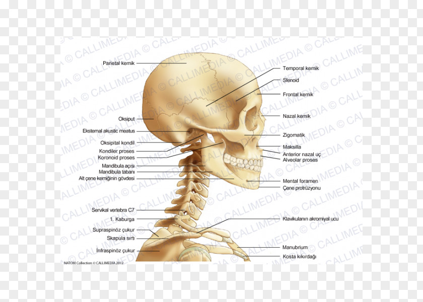 Skull Bone Neck Head Human Anatomy PNG