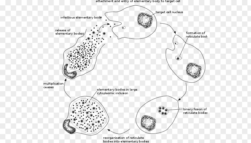 Viral Life Cycle Chlamydophila Pneumoniae Chlamydiae Chlamydia Trachomatis Infection Psittaci PNG