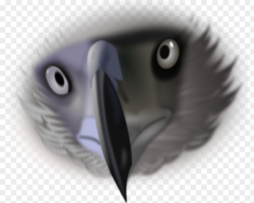Bird Bald Eagle Beak Eye PNG