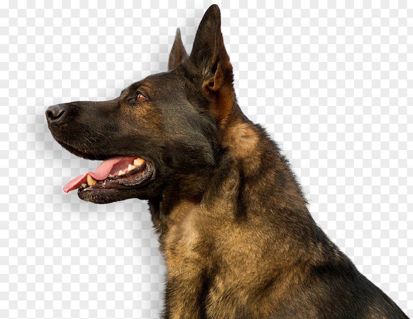 Dogs German Shepherd Malinois Dog Dutch Puppy Breed PNG