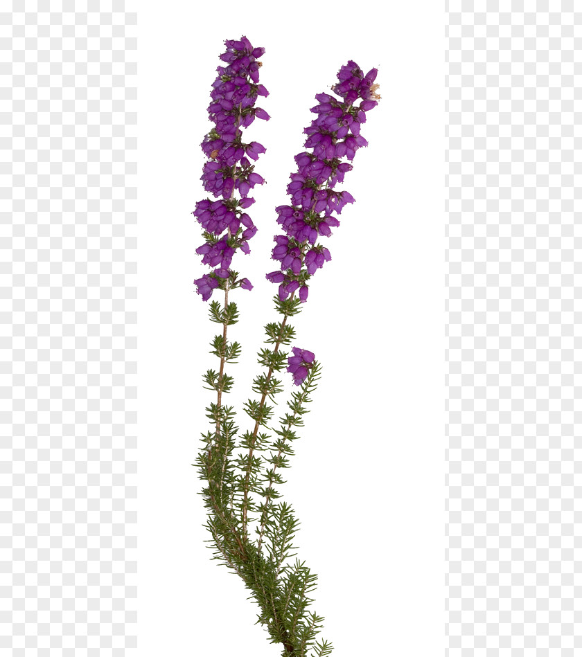 English Lavender Bach Flower Remedies Elixir Violet Individual PNG