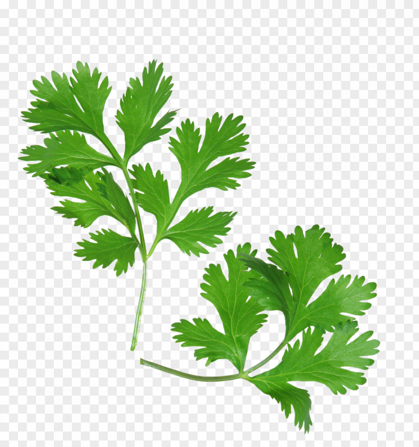 Health Coriander Mexican Cuisine Herb Parsley PNG