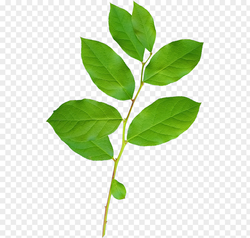 Leaf Branch Clip Art PNG