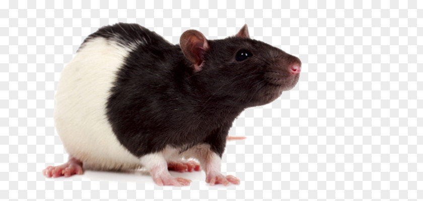 Mouse Laboratory Rat Rodent Fancy PNG