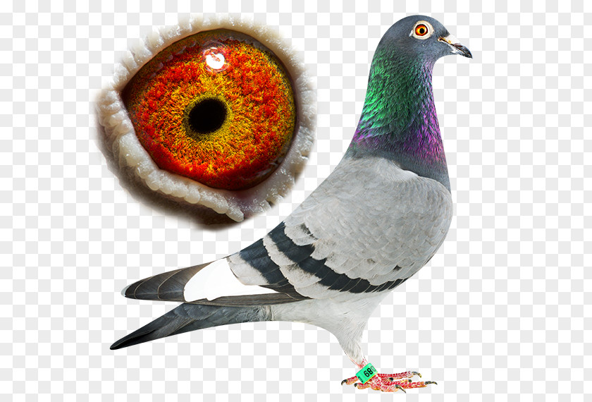 Pigeon Bird Brother Beak Son Feather PNG