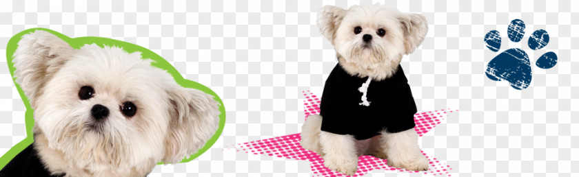 Rescue Heroes Morkie Maltese Dog Puppy Breed Companion PNG