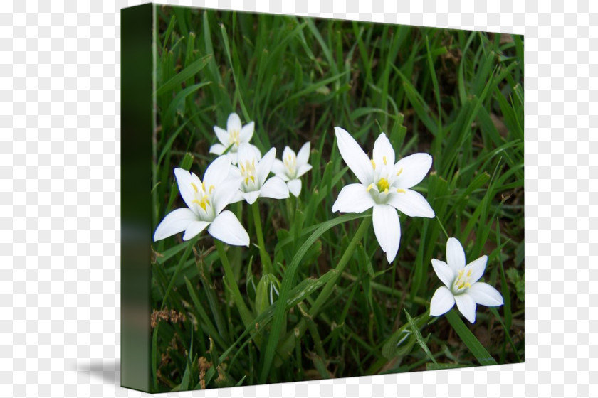 White Blur Narcissus Lawn Wildflower Herbaceous Plant PNG