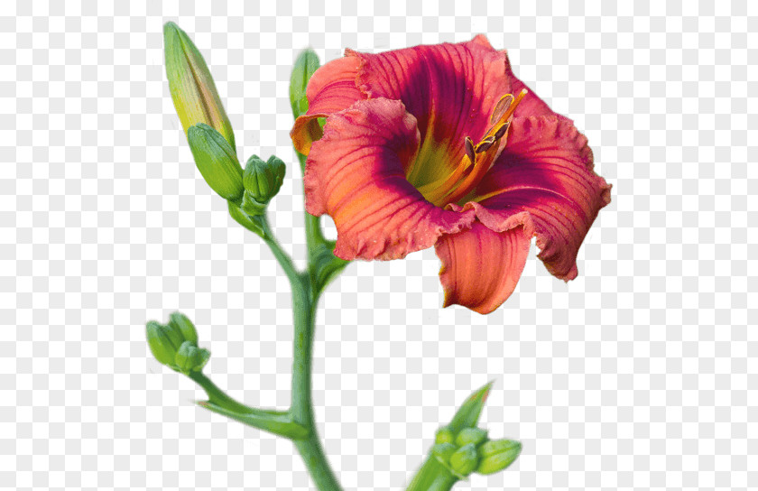 Flower Cut Flowers Daylily Blossom Petal PNG