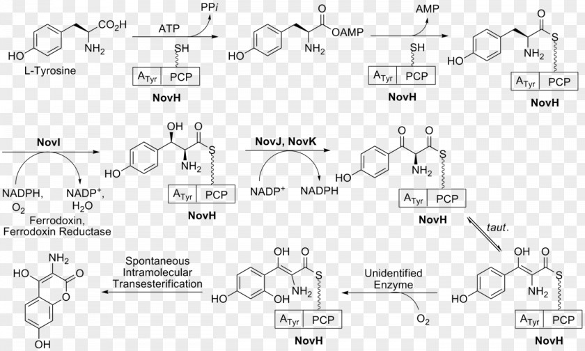 Shikimate Pathway Shikimic Acid Tyrosine Prephenic Phenylpropanoid PNG