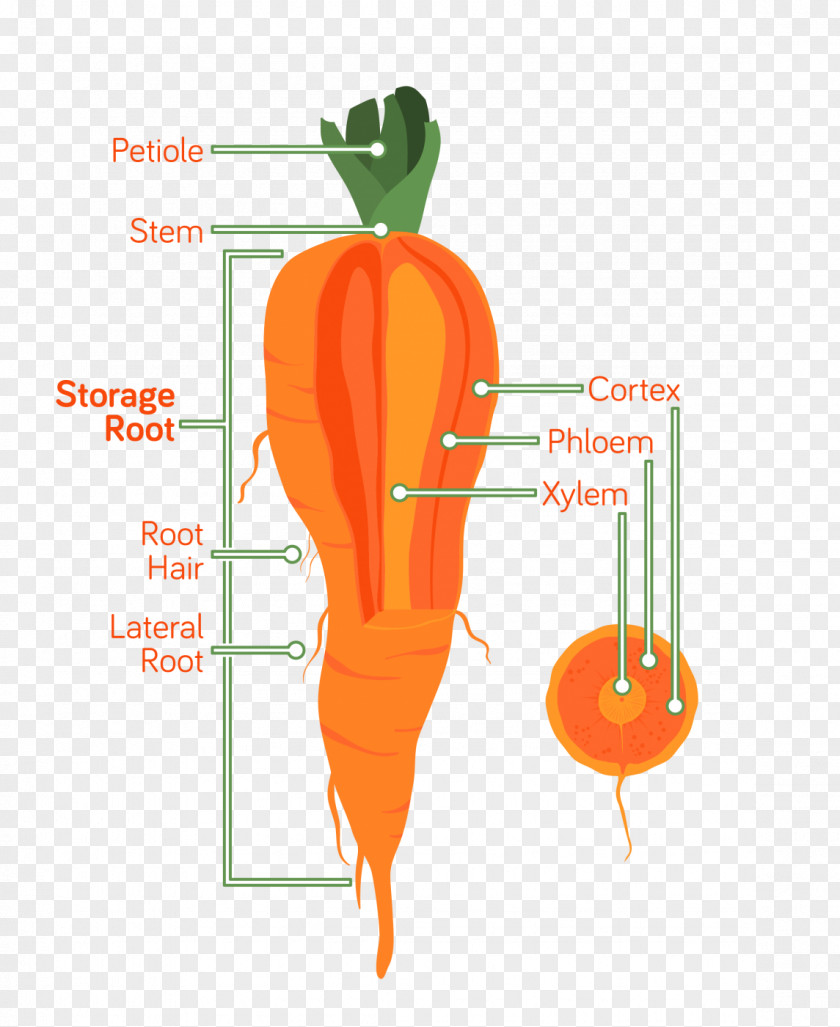 Carrot Root Anatomy Vegetable Xylem PNG