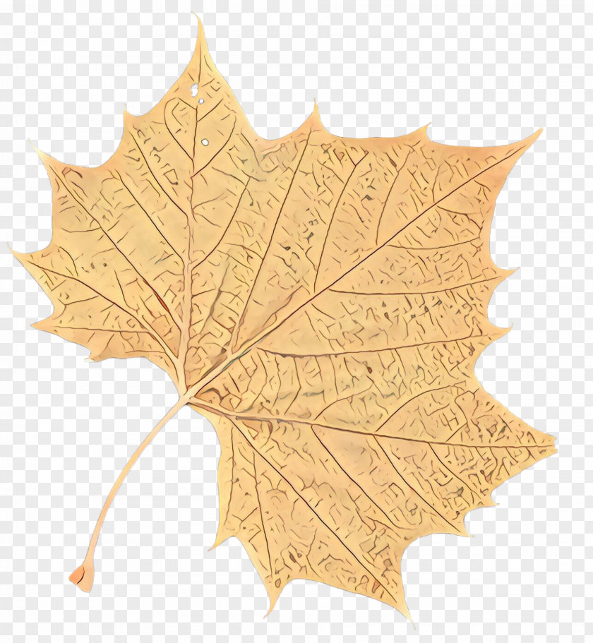 Deciduous Planetree Family Maple Leaf PNG