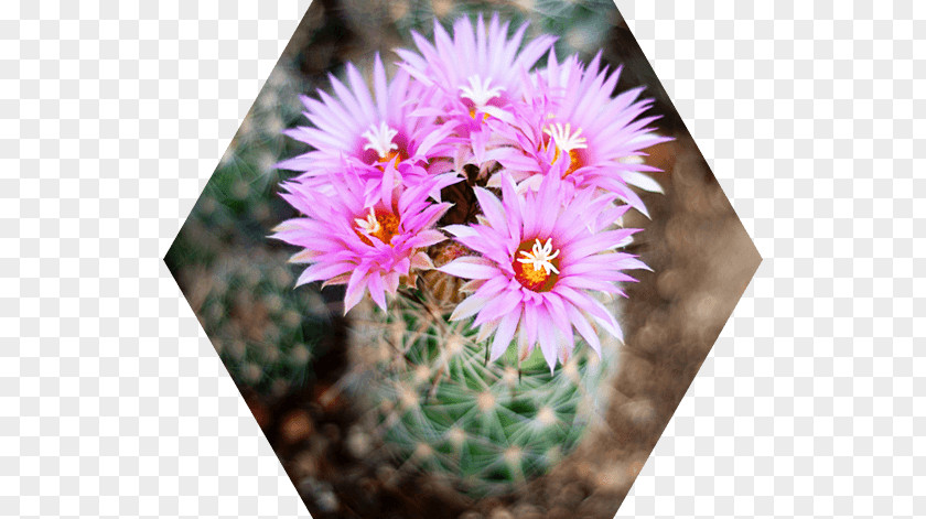 Desert-landscape Cactus Flowers Mammillaria Saguaro Succulent Plant Strawberry Hedgehog PNG
