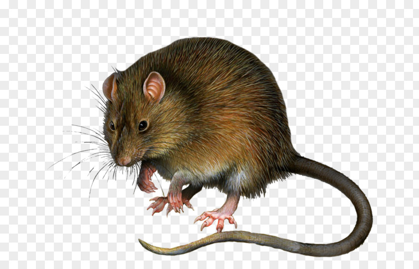 Insectivorous Rodent Stock Photography Mickey Mouse Image PNG