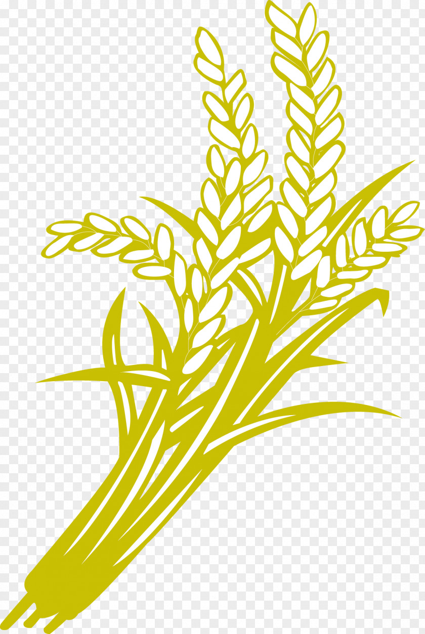 Paddy,Rice,Rice,Hedao,Rice Rice Oryza Sativa Paddy Field Food Grain PNG