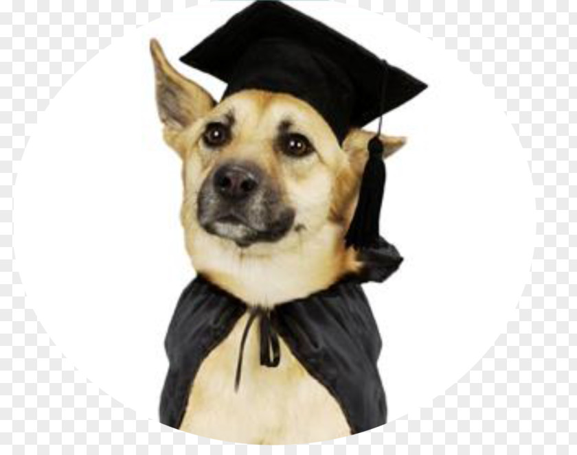 Puppy Labrador Retriever Kerry Blue Terrier Dog Training Graduation Ceremony PNG