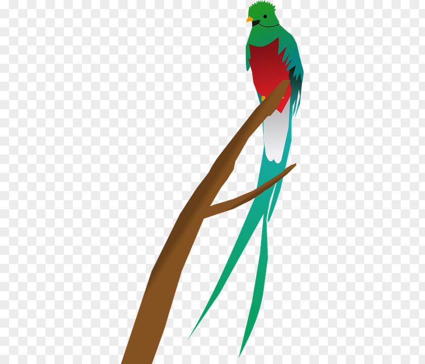 Red Parrot Feathers Guatemala Bird Quetzal Clip Art PNG