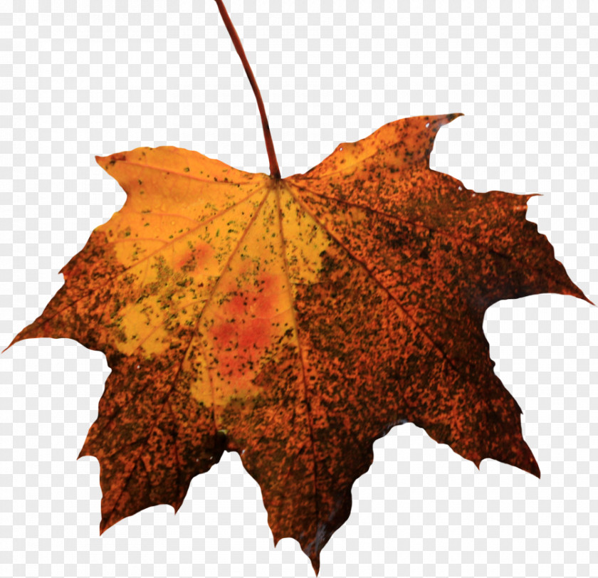 Leaf Picture Image File Formats PNG