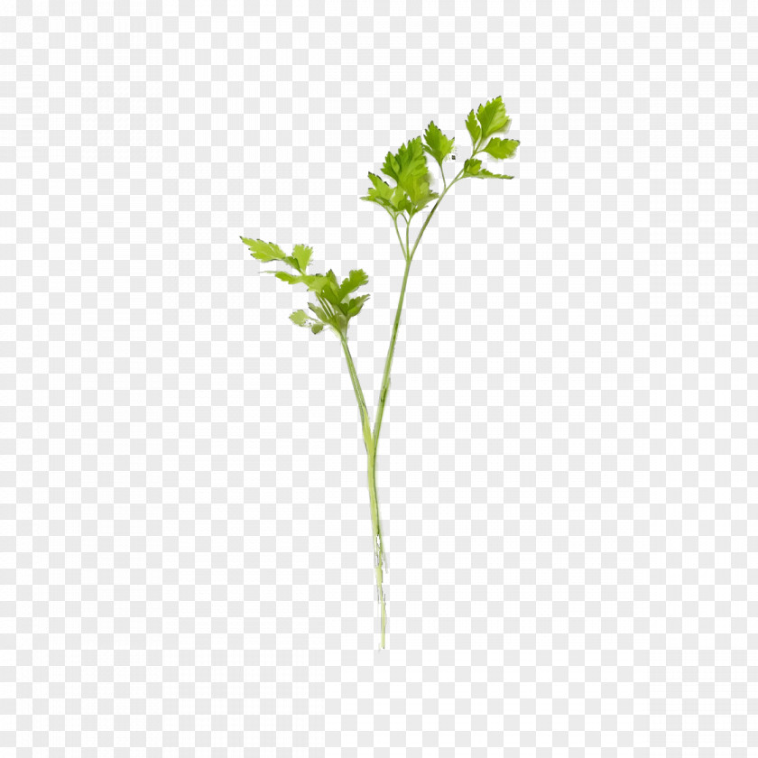 Leaf Plant Stem Vegetable Flora Herb PNG