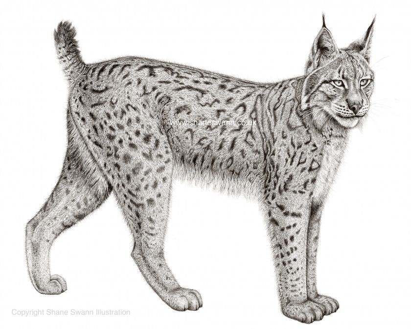 Lynx Eurasian Felidae Bobcat Canada Iberian PNG