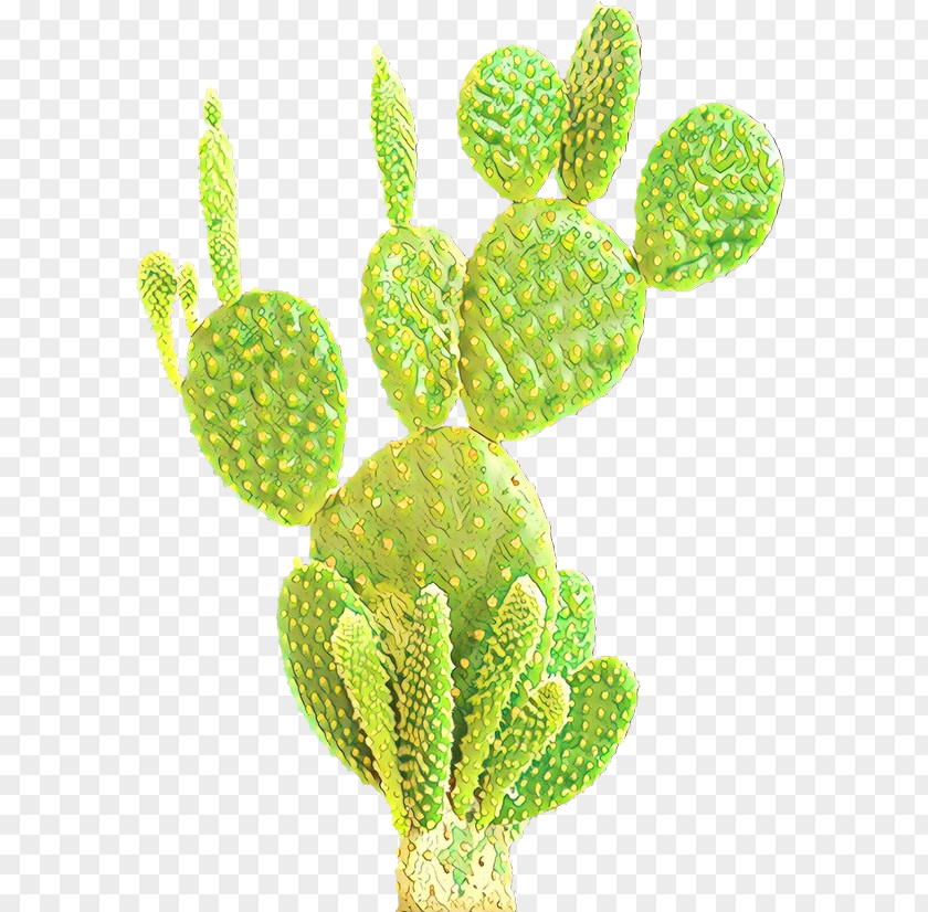 Barbary Fig Cactus Eastern Prickly Pear Image Nopalito PNG